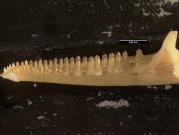 Media type: image;   Herpetology R-121104